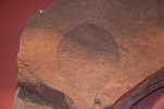 Un fossile de la faune d'Ediacara, prs de 600 millions d'annes
