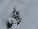 Un sapin dans la neige