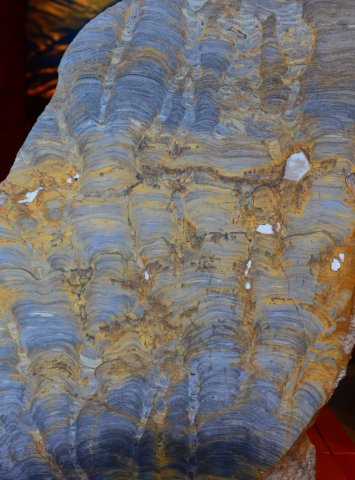 Les stromatolithes, construction alguaires dates de plus de 2 miliards d'annes