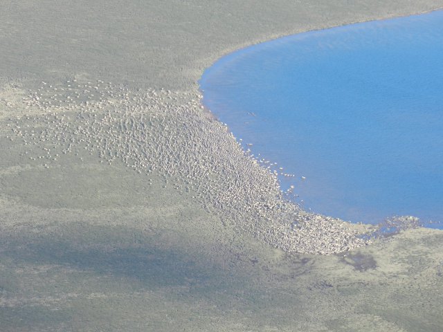 La horde vue du ciel