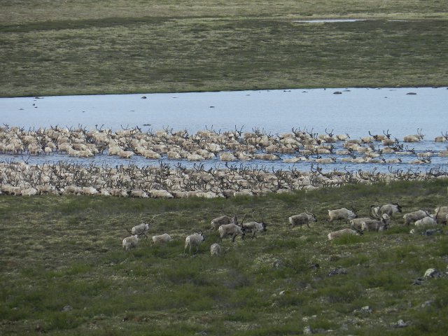 La horde traverse le lac