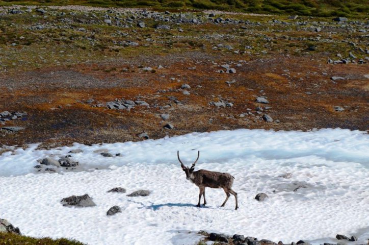 Le caribou