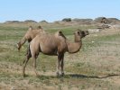 Des chameaux paisibles