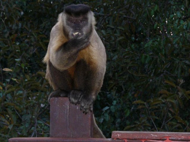 Un macaco prego
